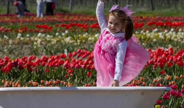 Kanada'da düzenlenen lale festivali renkli görüntülere sahne oldu