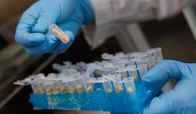 Çinli bilim insanları, yüksek proteinli mısır geliştirdi