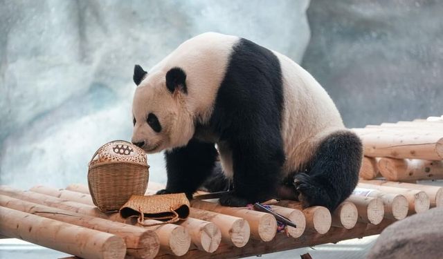 Beijing Hayvanat Bahçesi'ndeki 10 dev panda için yeni tesis açıldı