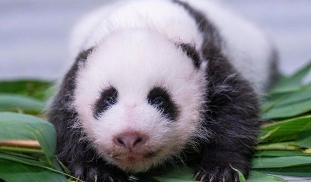 Çin'in Güney Kore'ye gönderdiği dev panda Ai Bao bir yavru dünyaya getirdi