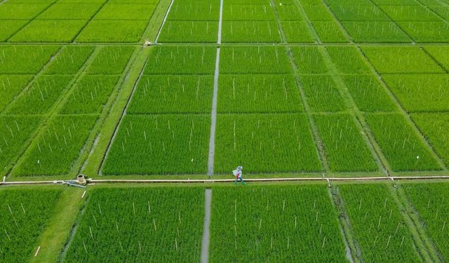Filipinler, El Nino kaynaklı kuraklığa karşı bulut tohumlama yöntemine başvuracak