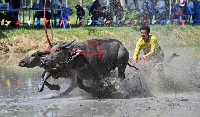 Tayland'da çeltik ekim sezonunun başlangıcı bufalo yarışıyla kutlandı