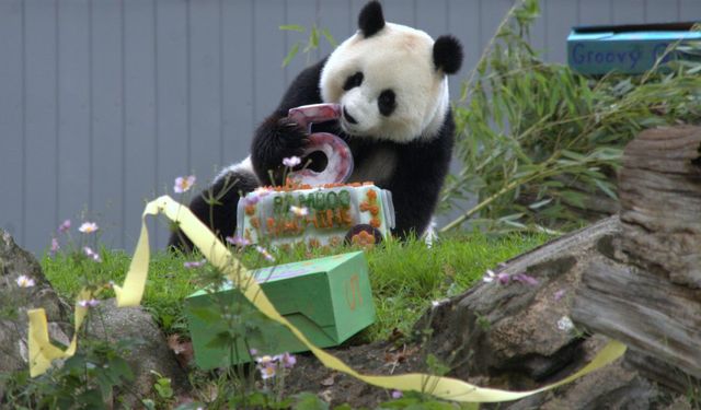 ABD'de dev panda Qing Bao beşinci yaş gününü kutladı