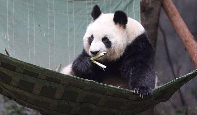 Chengdu'da Panda Günü!