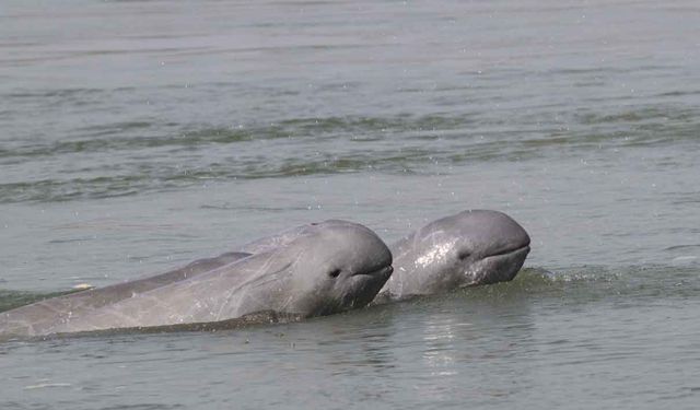 Nesli Tükenmekte Olan 'Irrawaddy Yunusları'nın Mekong Nehri'ndeki Yaşamı!