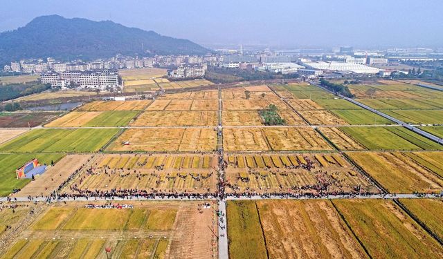 Hangzhou’da sonbahar hasadı!