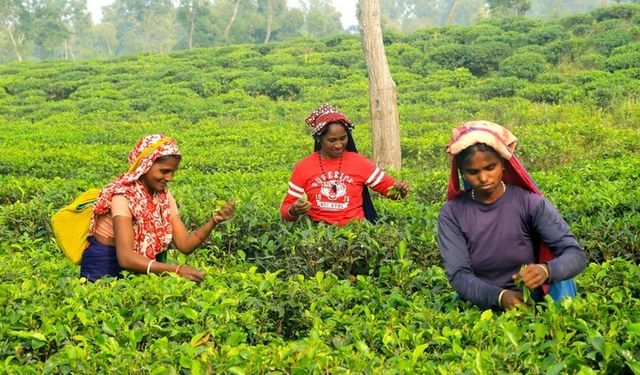 Bangladeş'in Çay Başkenti Sreemangal'da Çay Toplama Sezonu Başladı.