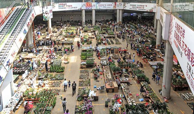 Kunming çiçek pazarındaki mezatta alım satım işlemleri yüzde 16,9 arttı