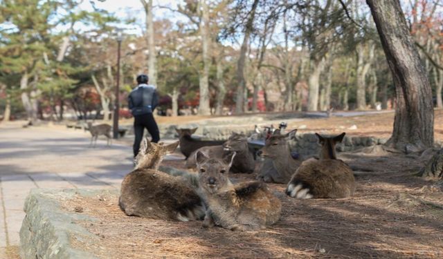 Japonya'nın Nara Kentinde Geyikler İnsanlarla Bir Arada Yaşıyor!