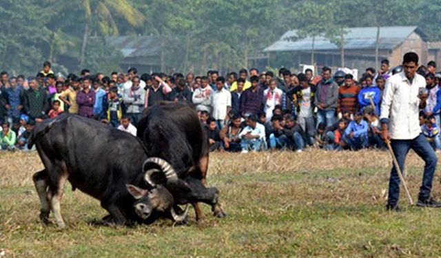 Hindistan'ın Magh Bihu Festivali'nde manda dövüşü