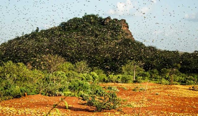 FAO Doğu Afrika'da çöl çekirgesiyle mücadele operasyonlarını hızlandırdı