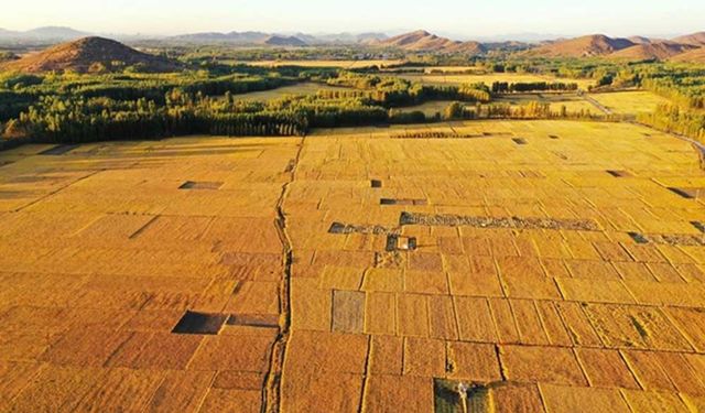 Tarım Bakanı: Çin, tahıl güvenliğini sağlamak için önlemler alıyor