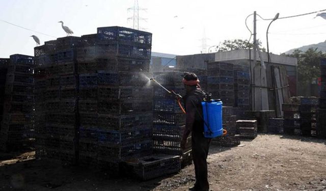 Kuş gribi Hindistan'ın 9 eyaletine yayıldı