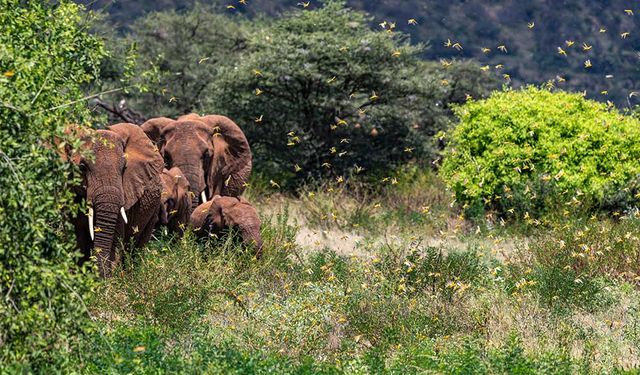 Kenya ve Etiyopya için yeni bir çöl çekirgesi istilası uyarısı