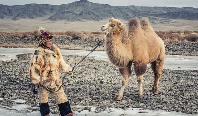 Moğolistan'da şiddetli kış nedeniyle 500'den fazla deve öldü