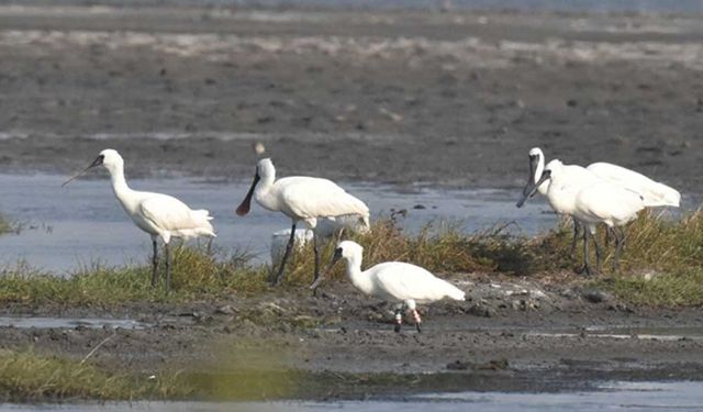 Çin'in Hainan eyaletinde kuş gözlemcileri işbaşında