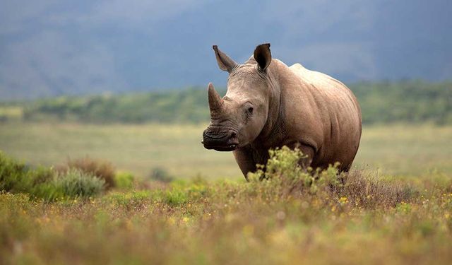 Kenya, kuzey beyaz gergedan türünü kurtarmak için iki embriyo üretildiğini açıkladı