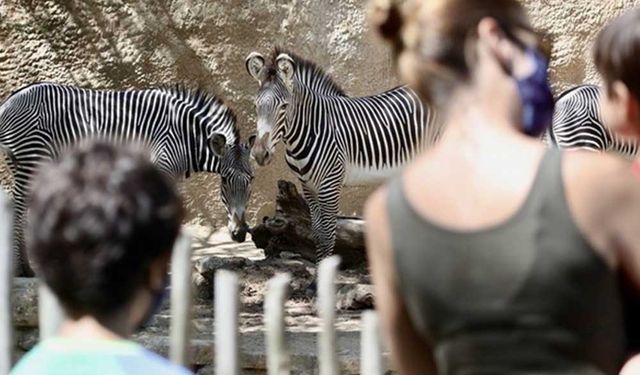 Uluslararası Zebra Günü'nde zebralarla ilgili farkındalığı artırmak