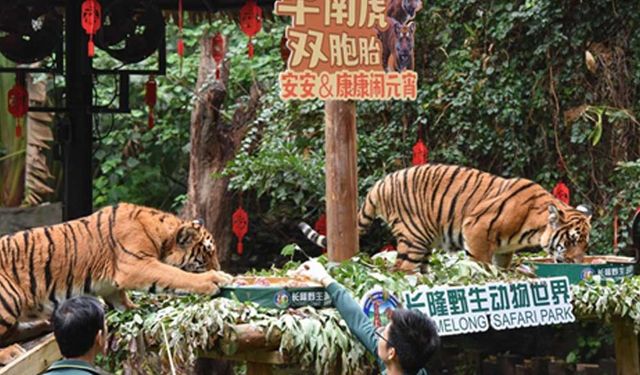 Çin'de Chimelong Safari Parkı'nda bulunan ikiz kaplanlar