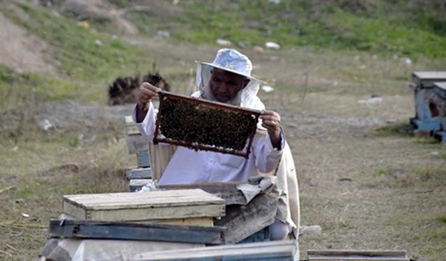 Peşaver'de arı çiftliği