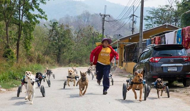 Tayland'da engelli köpeklerin sığınabileceği bir evleri var