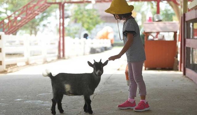 Tayland'da koyunlarla doğanın tadını çıkarın