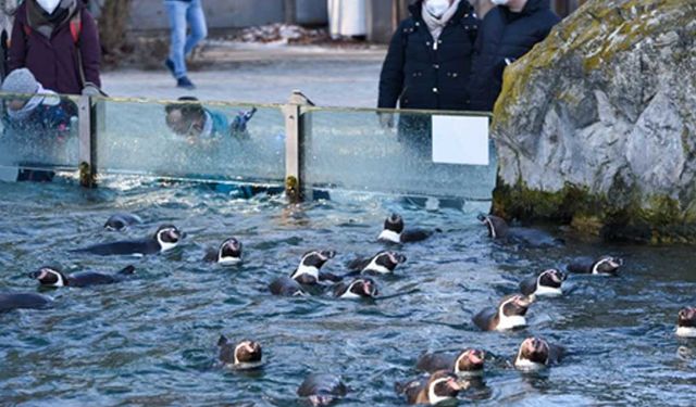 Avusturya'daki Schönbrunn Hayvanat Bahçesi