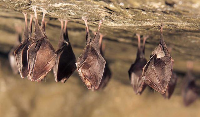 Yeni bir araştırma, Tayland'daki yarasaların Kovid-19'a benzer koronavirüs taşıdıklarını gösterdi