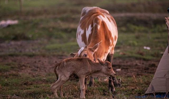 Laos'un başkenti Viyentiyan'dan sulak alan manzaraları