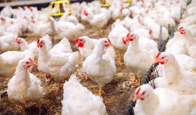 Çin, H5N8 kuş gribi vakalarını doğruladı