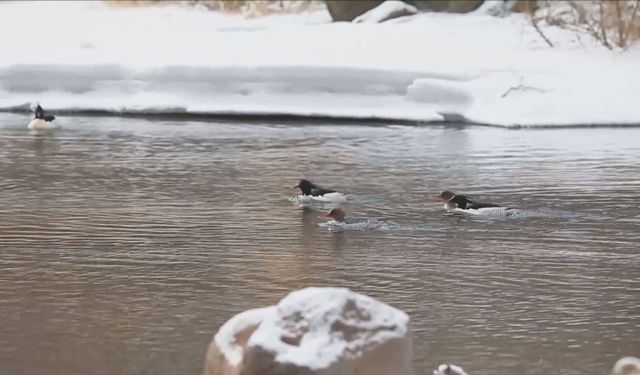 Çin'in Jilin eyaletinde nesli tükenmekte olan Çin ördekleri görüldü