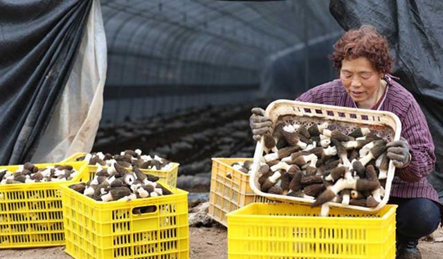 Çin'in Shaanxi eyaletinde yemeklik mantar tarımı yaygınlaşıyor