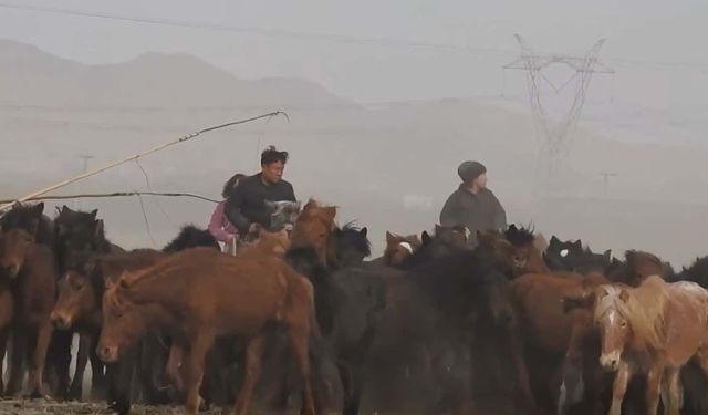 Çin'in kuzeyinde çobanlar böcek kovucu iğne vurmak için atları kementle yakalıyor