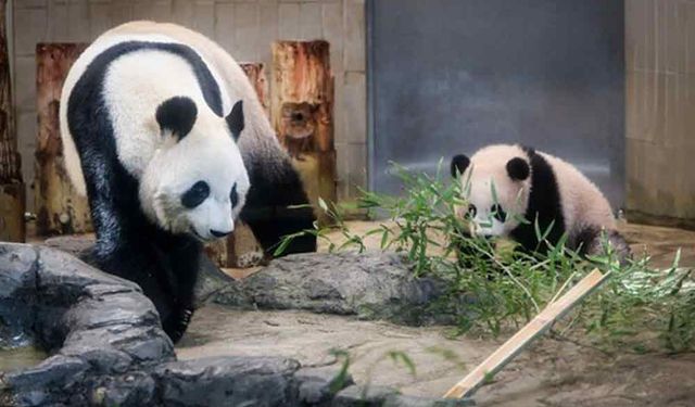 Dev Panda Xiang Xiang'ın Çin'e iadesi Kovid-19 yüzünden yine ertelendi