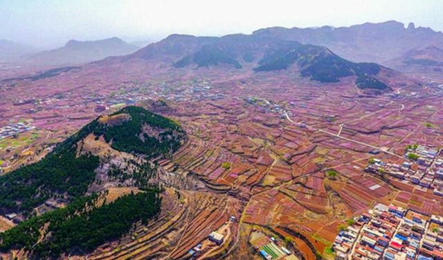 Çin'de çiçek açan şeftali ağaçları turistlerin ilgi odağı oldu