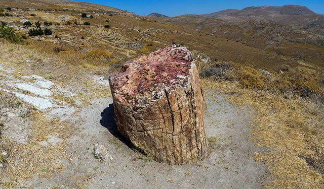 Bilim insanları, Çin'in kuzeyinde 300 milyon yıllık ağaç fosilleri keşfetti