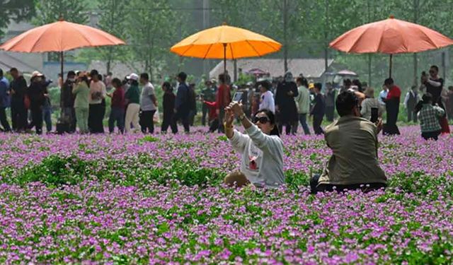 Anhui'de Çin Geveni Şenliği