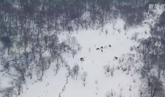 Çin'in kuzeybatısındaki çayırlardan bahar karı manzarası