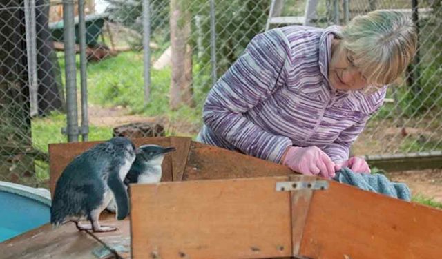 Avustralya'da yaralı penguenlere özel bakım