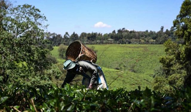 Kenya'nın çay ihracatı Şubat ayında düştü