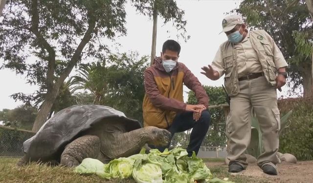 100 yaşını geçkin kaplumbağa, Peru'daki parkta ilgi odağı oldu