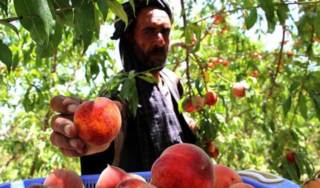 Afgan çiftçiler Dehdadi bölgesinde şeftali hasadı yapıyor