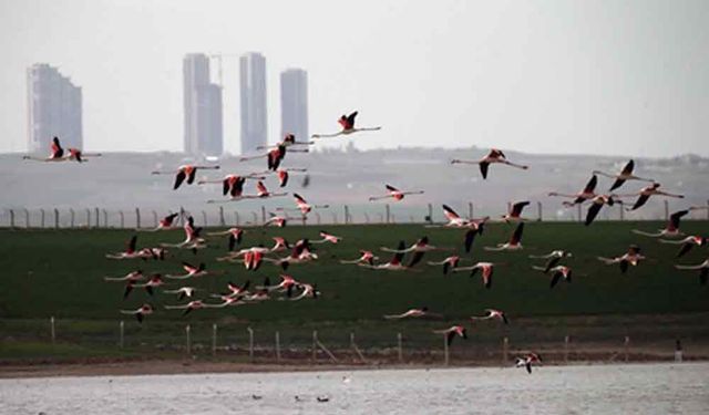 Ankara Mogan Gölü'nden flamingo manzaraları