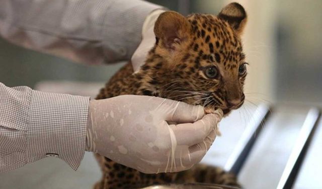 Hindistan'da annesinden ayrılmış iki aylık leopar yavrusu kurtarıldı