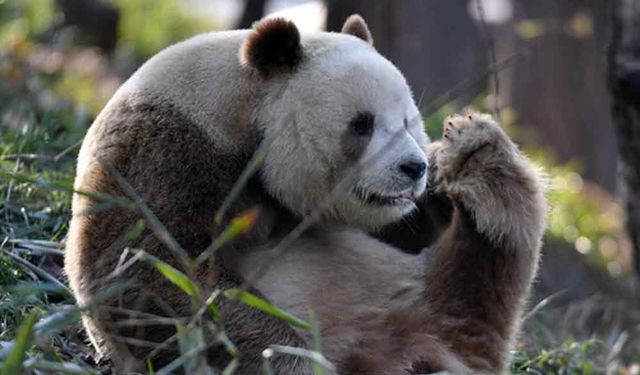 Çin'de kahverengi dev panda kameraya yakalandı