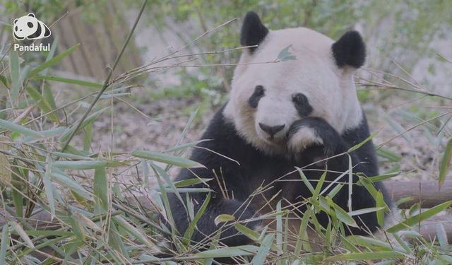 Pandalar, esaret altında vahşi doğadakine kıyasla daha mı uzun yaşar?