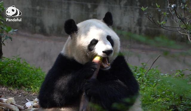 Pandanın temel diyetinin etten bambuya geçişini nasıl değerlendirmeliyiz?