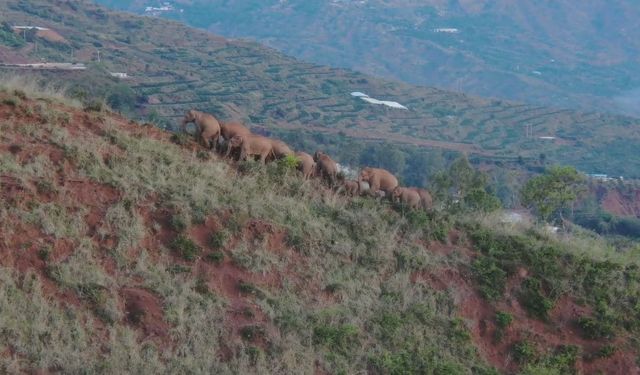 Çin'de göç halindeki fil sürüsü kasabada mola verdi