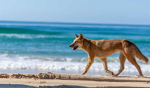 Avustralyalı araştırmacılar, çok eski bir köpek ırkının DNA'sının gizemini çözüyor