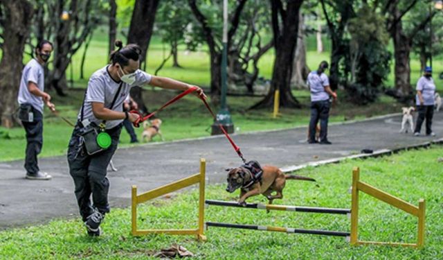 Filipinler'de sokak köpekleri eğitiliyor